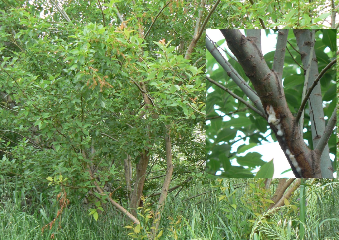 中州のヤナギ(接近) 2021年5月15日 5時40分頃 気温18度